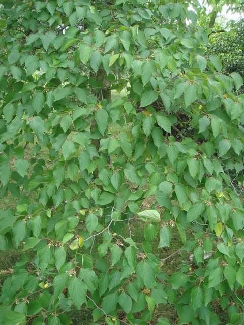 Alangium platanifolium var.trilobum ou chinense
